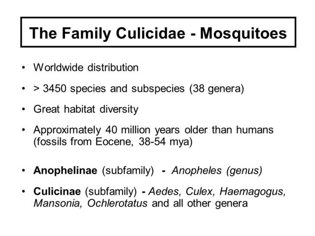 Mya Manson sex family slide culicidae mosquitoes